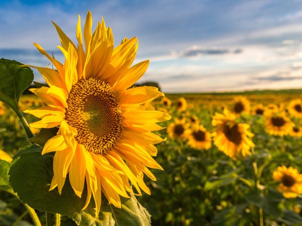 Supra 104 High Oleic Sunflower Oil - Image 4