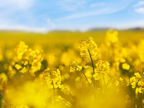 Supra 103 Canola Oil - Image 4